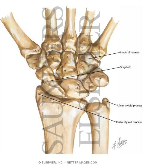 Wrist Anatomy Carpal Bones Wrist Anatomy Carpal Bones
