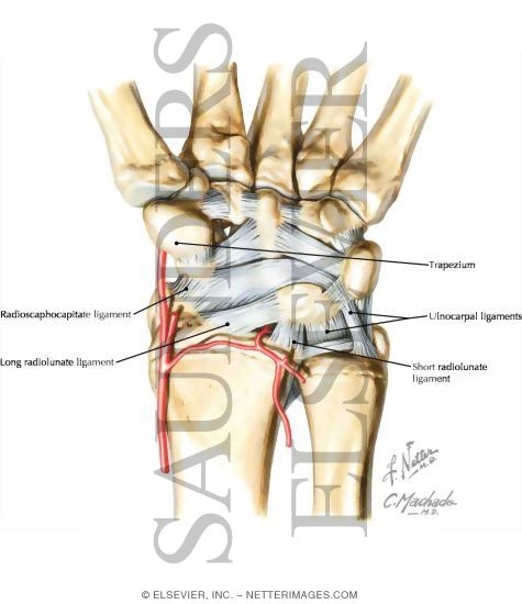 Wrist, Palmar Ligaments
