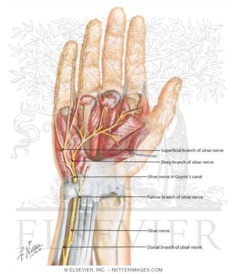Wrist, Ulnar Nerve