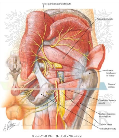 Nerves of Buttock