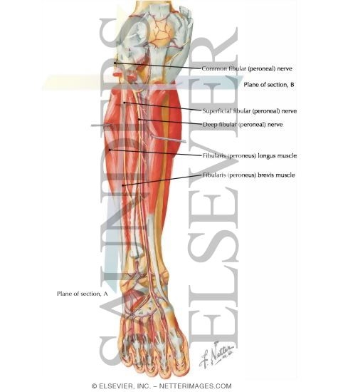 Watermarked preview of labeled image: Muscles, Arteries, and Nerves of Leg: Deep Dissection (anterior view)
Muscles of Leg (Deep Dissection): Anterior View