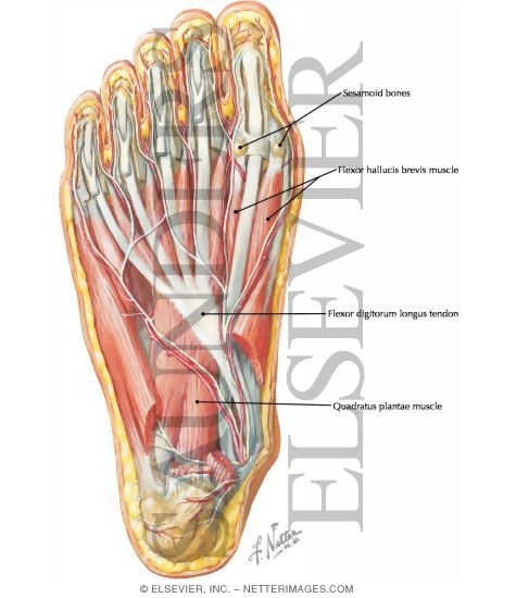 Foot outlet muscles bottom
