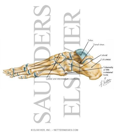 Bones of Foot: Lateral View