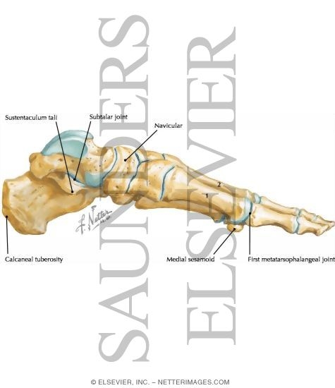 Watermarked preview of labeled image: Bones of Foot: Medial View