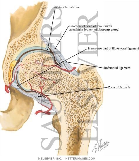 Hip Joint