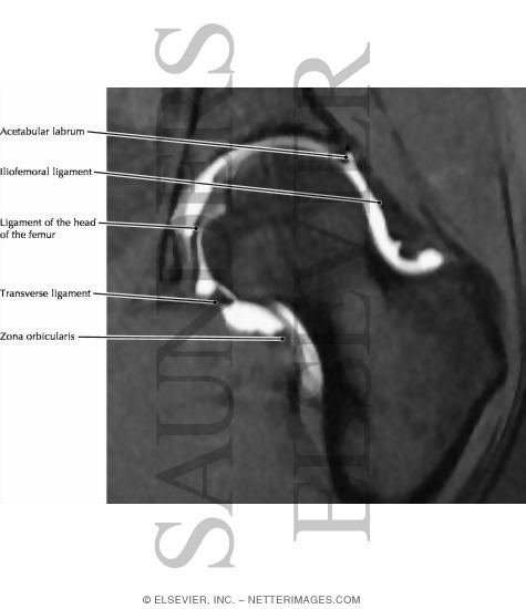 Hip Joint