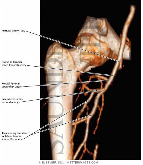 Vasculature of the Femoral Head