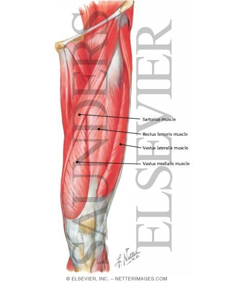 Quadriceps Femoris Muscle Group