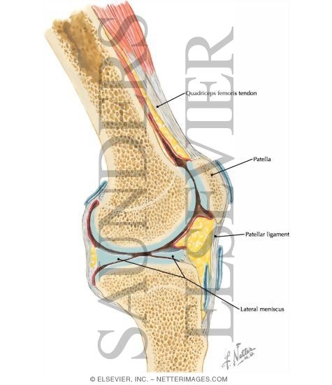 Knee Joint, Lateral View