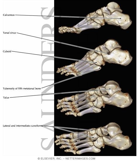 Foot Osteology, Lateral View