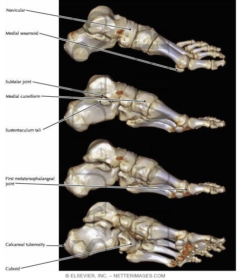 Watermarked preview of labeled image: Foot Osteology, Medial View