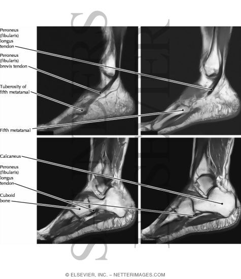 Ankle Joint Muscles, Lateral View