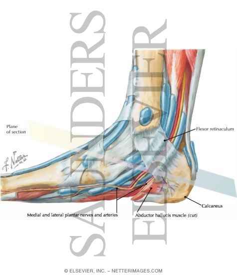 Watermarked preview of labeled image: Tarsal Tunnel