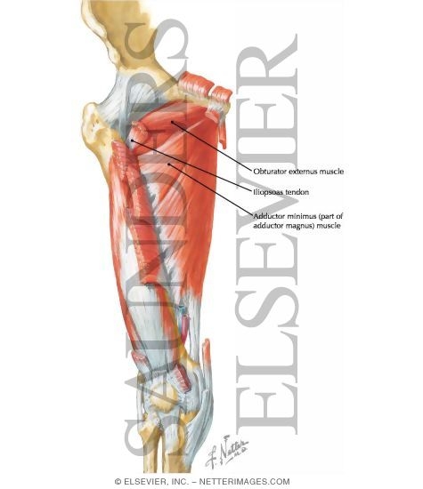 Muscles of Thigh: Anterior Views