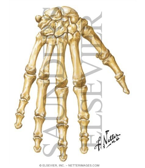Bones of the Hand and Wrist