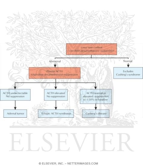 Outline of Tests for the Differential Diagnosis of Cushing's Syndrome