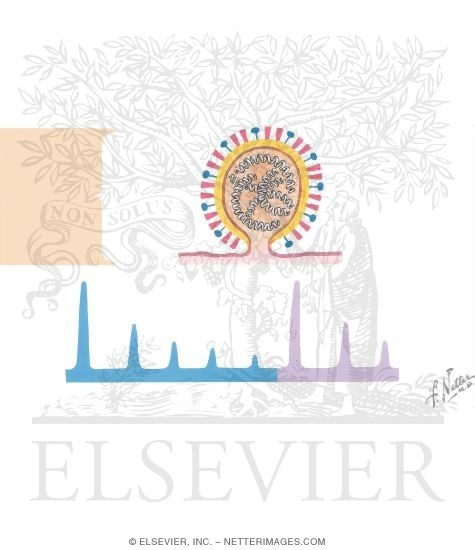 Watermarked preview of unlabeled image: Influenza Virus and Its Epidemiology