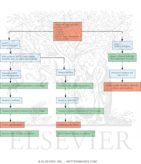Watermarked preview of unlabeled image: Algorithm for Treatment of Uncomplicated UTI