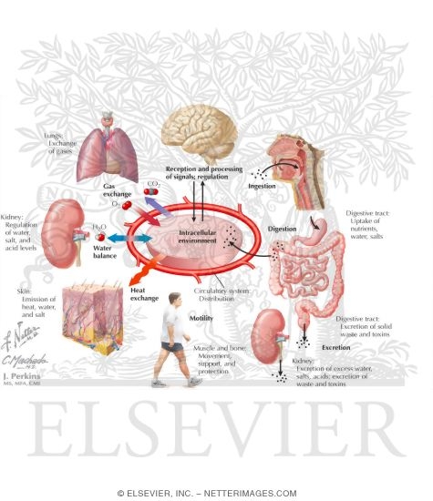 Buffering the External Environment In Fluid Homeostasis