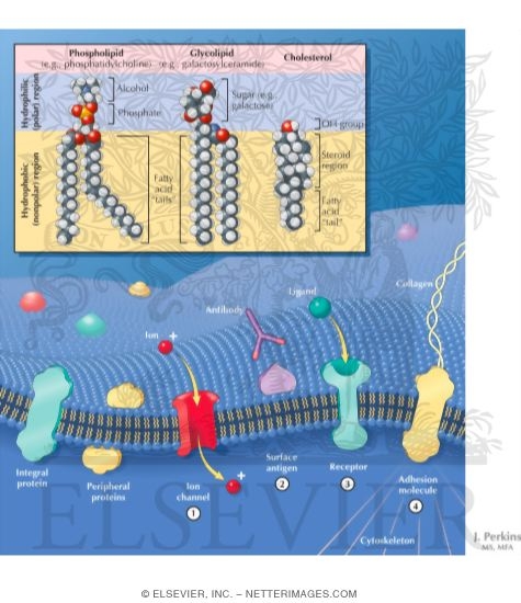Eukaryotic Cell Plasma Membrane Structure Membrane Transport
