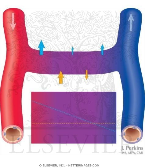 Starling Forces Across the Capillary
