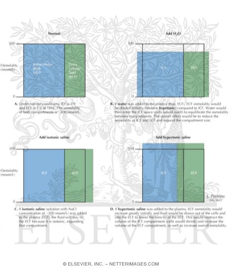 Watermarked preview of labeled image: Effect of Adding Solutes to the Extracellular Fluid On Compartment Size
