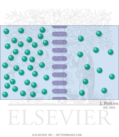 Diffusion Through a Semipermeable Membrane