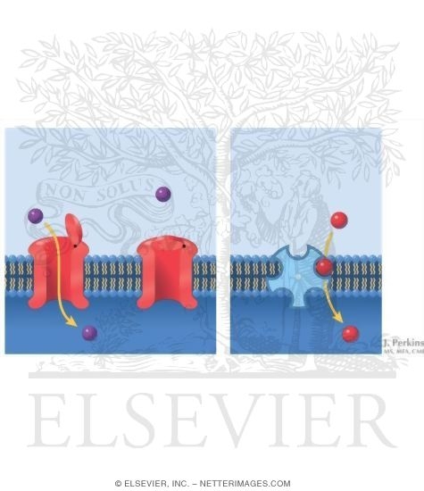 Watermarked preview of unlabeled image: Passive Membrane Transport