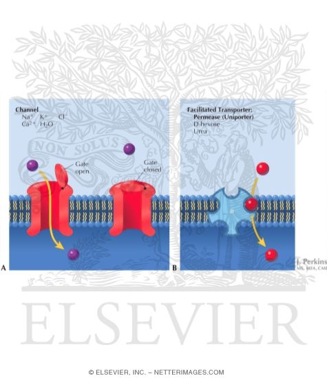 Watermarked preview of labeled image: Passive Membrane Transport