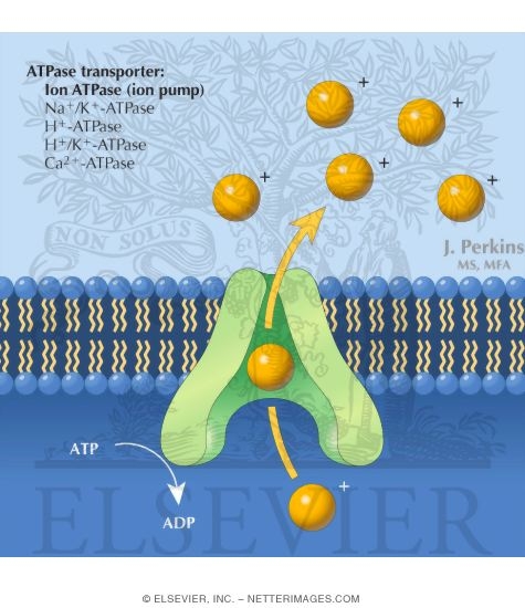 Primary Active Transport