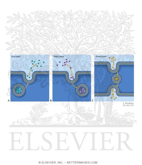 Watermarked preview of labeled image: Vesicular Transport Through the Membrane