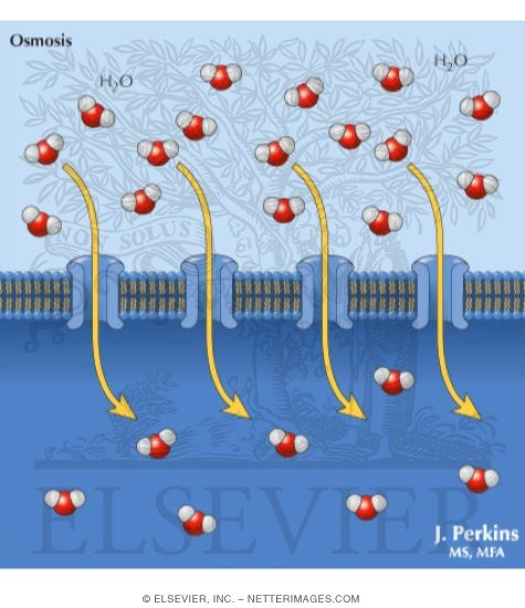 Water Channels In Membrane Transport