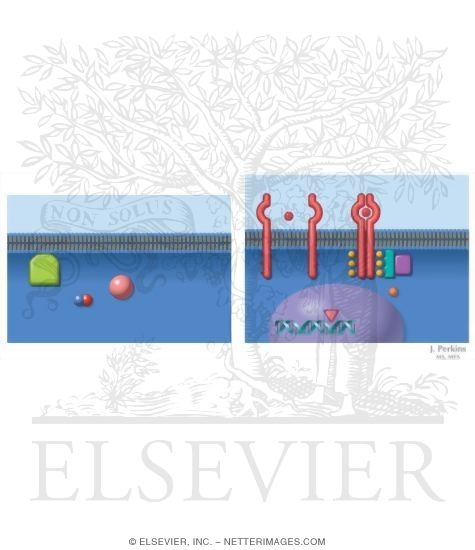 Simple and Complex Transduction Systems