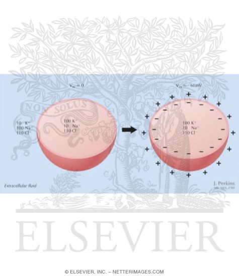 Watermarked preview of labeled image: Membrane Potential of a Hypothetical Cell
