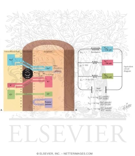 Neuronal Resting Potential Resting Membrane Potential Rmp