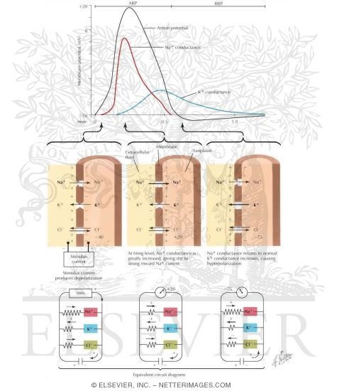 Action Potential