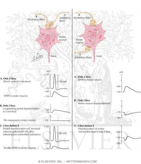 Watermarked preview of labeled image: Presynaptic and Postsynaptic Inhibition