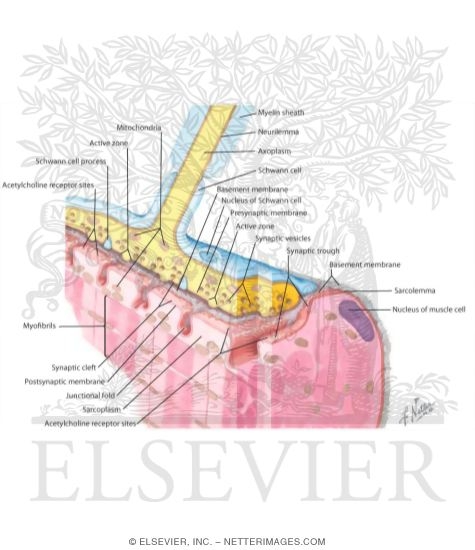 Structure of Neuromuscular Junction