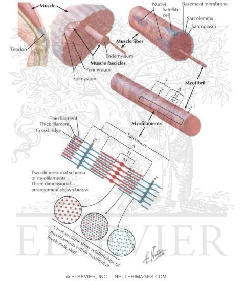 Organization of Skeletal Muscle