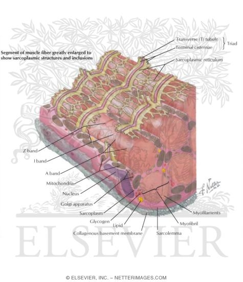 Sarcoplasmic Reticulum and Initiation of Muscle Contraction