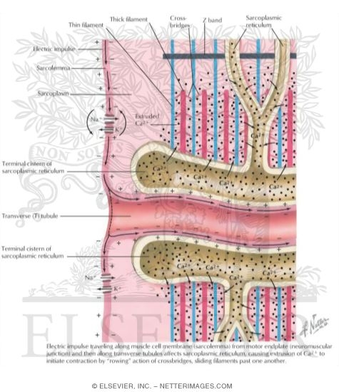 Watermarked preview of labeled image: Initiation of Muscle Contraction by Electric Impulse and Calcium Movement