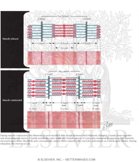 Muscle Contraction and Relaxation