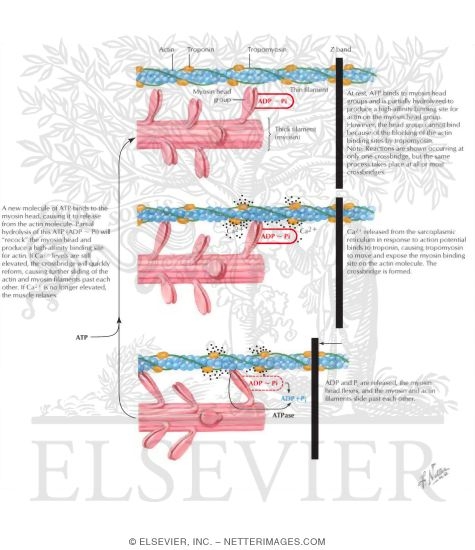 Watermarked preview of labeled image: Biochemical Mechanics of Muscle Contraction