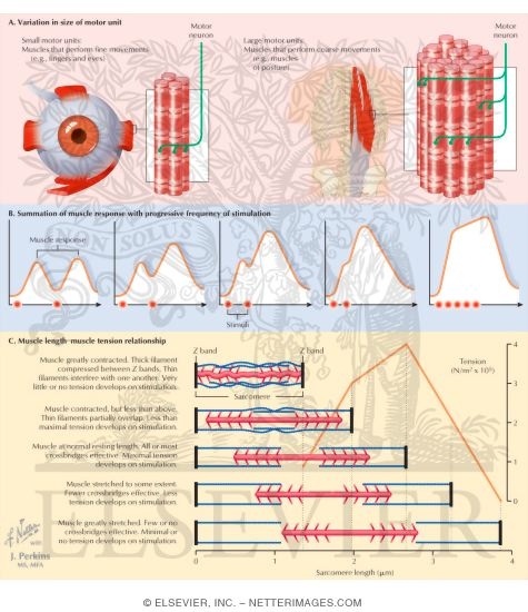 Grading of Muscle Tension and Length-Tension Relationship