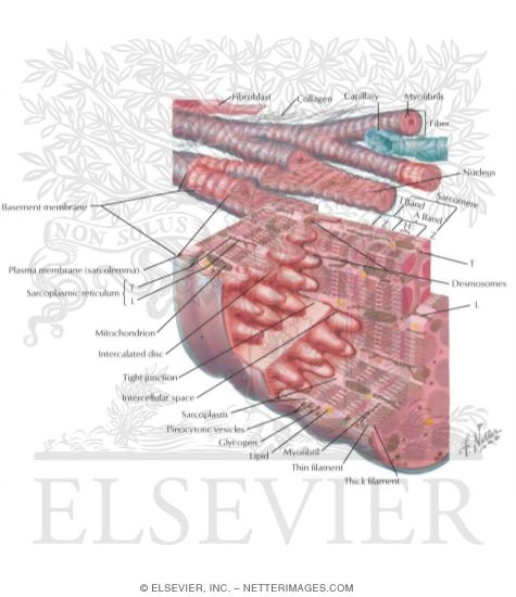 Histology of the Myocardium: Schematic Views of Cardiac Muscle