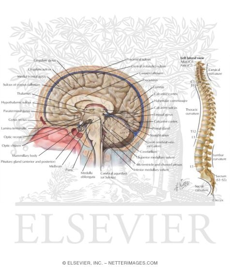 Watermarked preview of labeled image: Major Parts of the Central Nervous System and the Vertebral Column