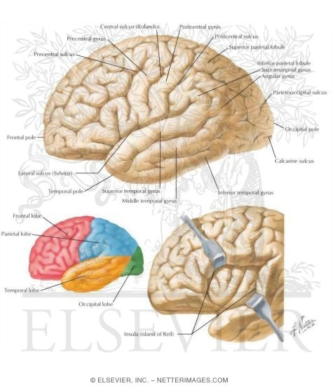 Cerebrum: Lateral Views
Organization of the Brain: Cerebrum
Superolateral Surface of Brain
Surface Anatomy of the Forebrain: Lateral View