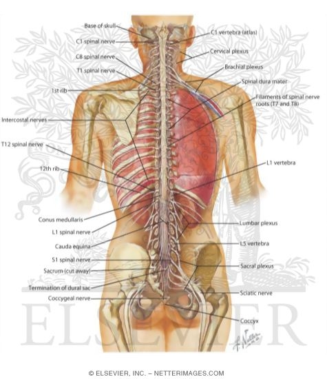 Spinal Cord and Ventral Rami In Situ