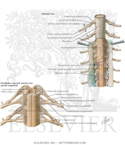 Watermarked preview of labeled image: Spinal Membranes and Nerve Roots