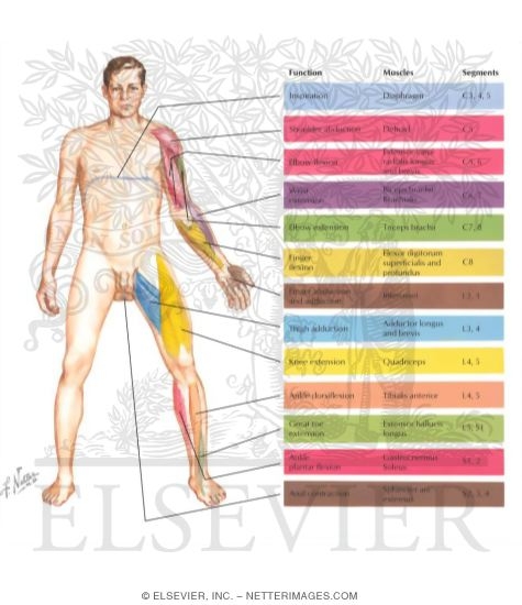 Motor Impairment Related to Level of Spinal Cord Injury